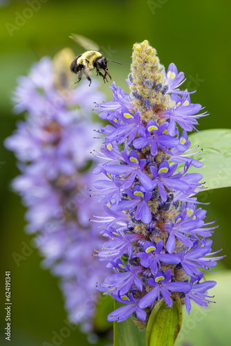 Bumble Bee landing on a Pickerelweed Flower photo