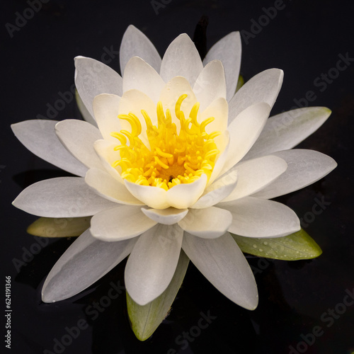 White Lotus Flower with Yellow Center and Water Droplets