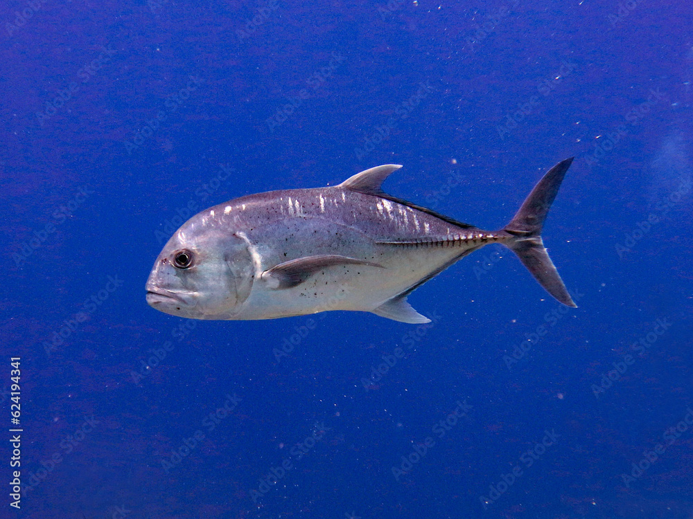 Giant trevally (Caranx ignobilis) Giant trevally (Caranx ignobilis)