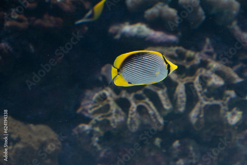 Black-back Butterflyfish (Chaetodon melannotus)  : Tropical fish swimming in coral reef ocean.