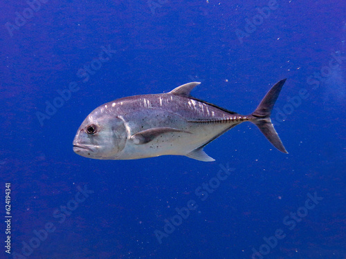 Giant trevally  Caranx ignobilis 