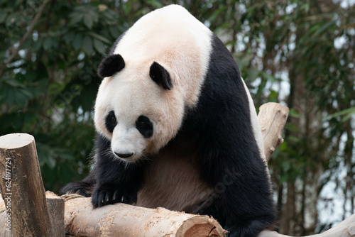 Giant Female Panda, Ai Bao , South Korea © foreverhappy