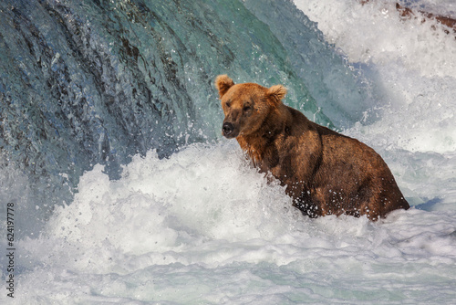 Bear on Alaska