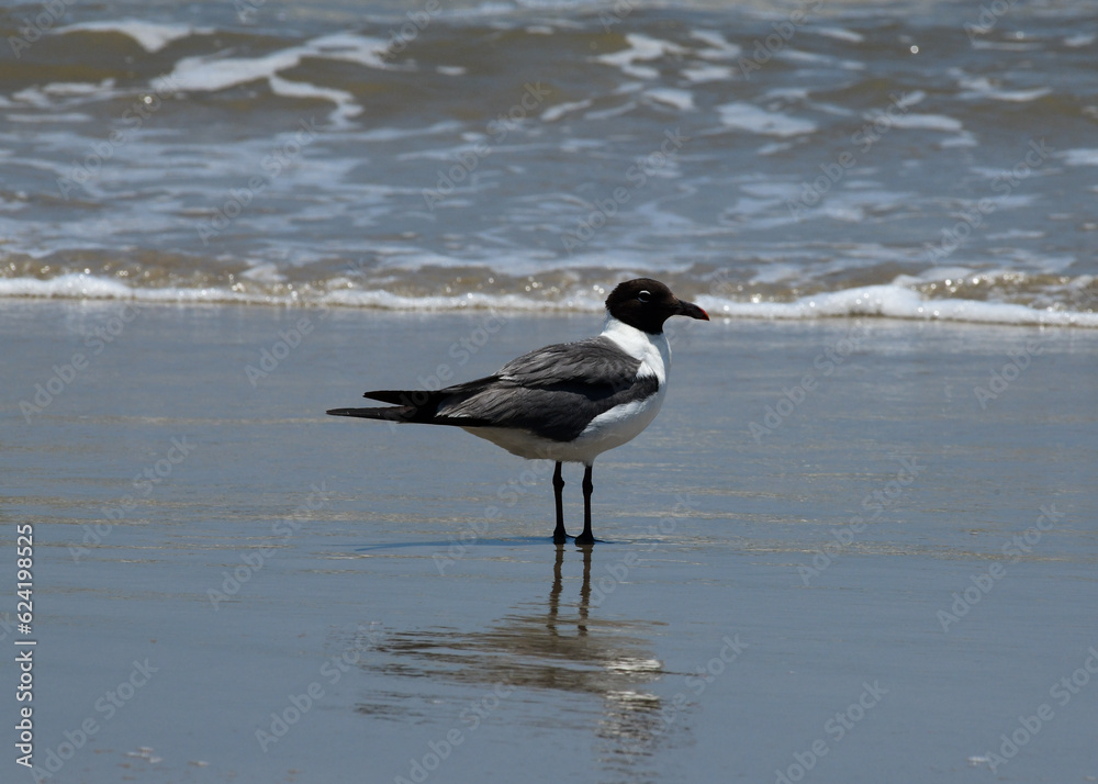 Laughing Gull at Corpus Christi, Texas Laughing Gull at Corpus Christi, Texas
