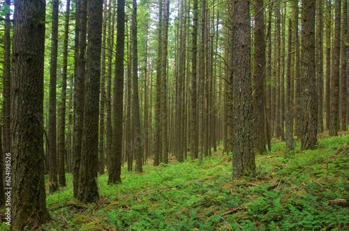 View of a dense pine forest on a slope, with ferns and other lush foliage covering the forest floor.  © Katherine
