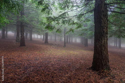 Sequoia forest of Mount Colon in Poio, Galicia, on a day with very dense fog
