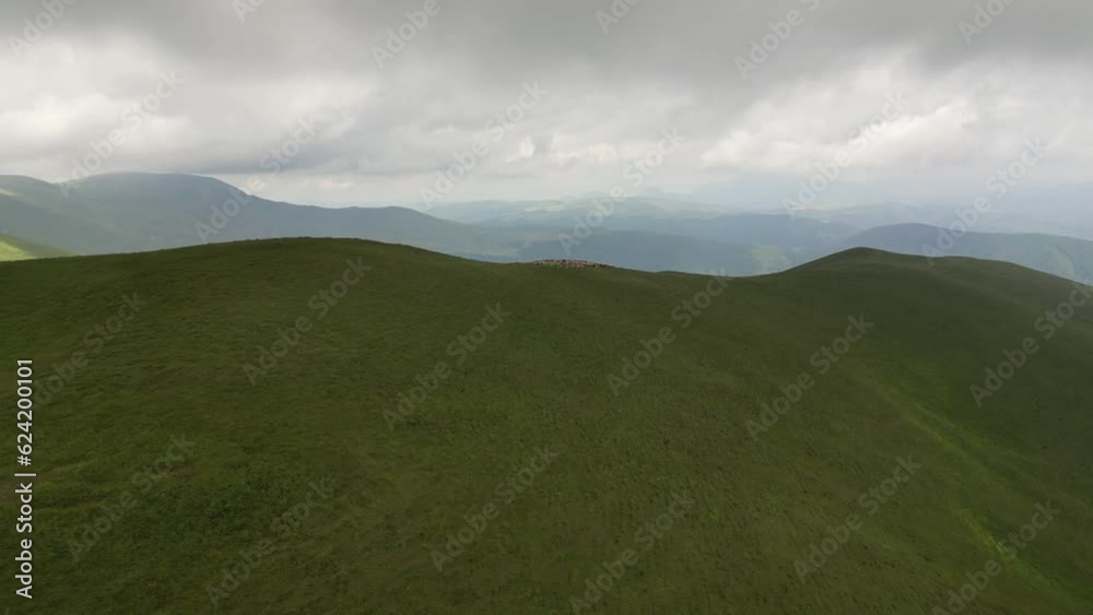 Mountain natural environment. Flock of sheep grazes on green field under clear sky on mountain. Sheep on hills Mountain natural environment. Flock of sheep grazes on green field under clear sky on mountain. Sheep on hills