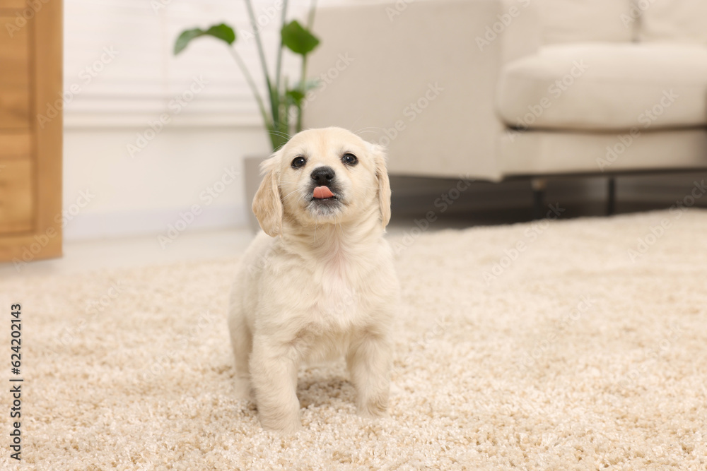 Cute little puppy on beige carpet at home Cute little puppy on beige carpet at home