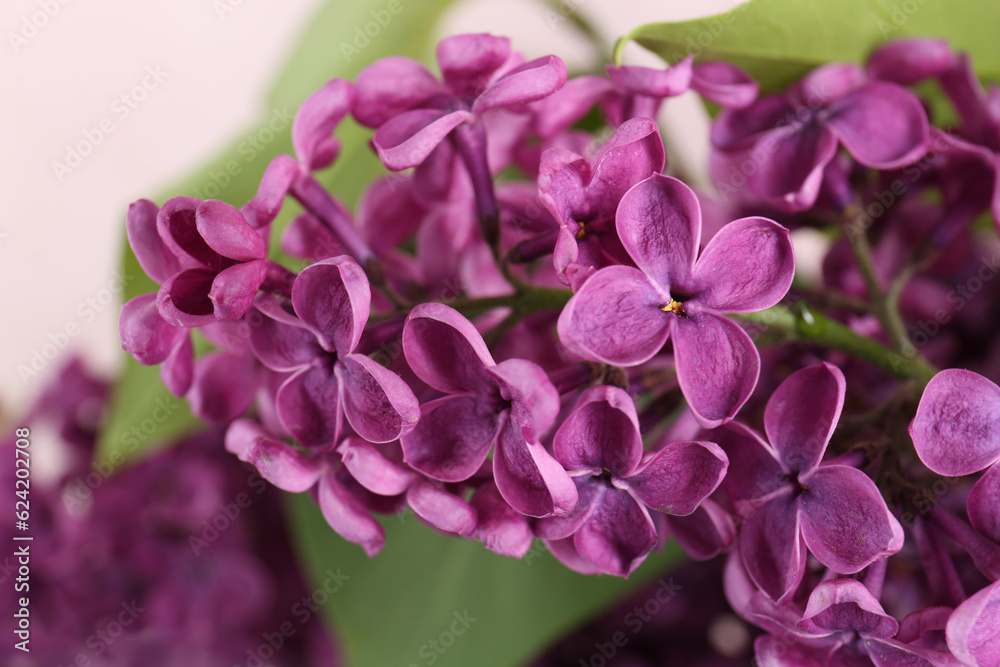 Closeup view of beautiful lilac flowers on blurred background Closeup view of beautiful lilac flowers on blurred background