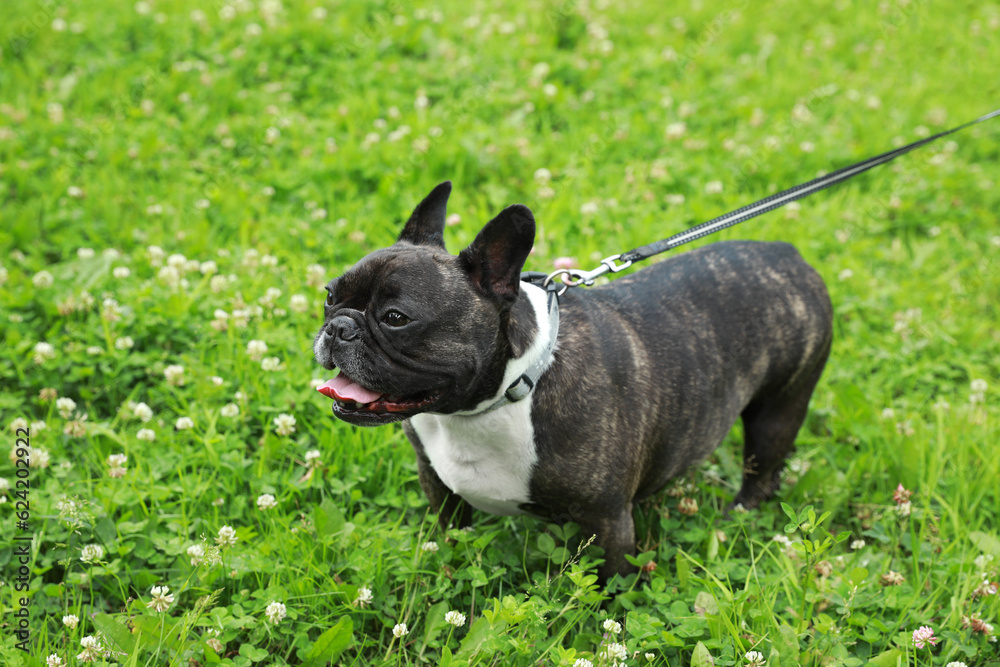 Cute French Bulldog walking on green grass. Space for text