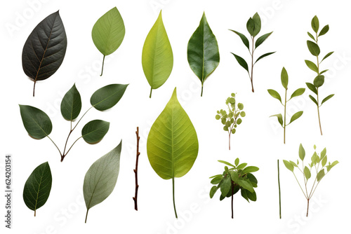 Collection of Leaves. isolated object  transparent background