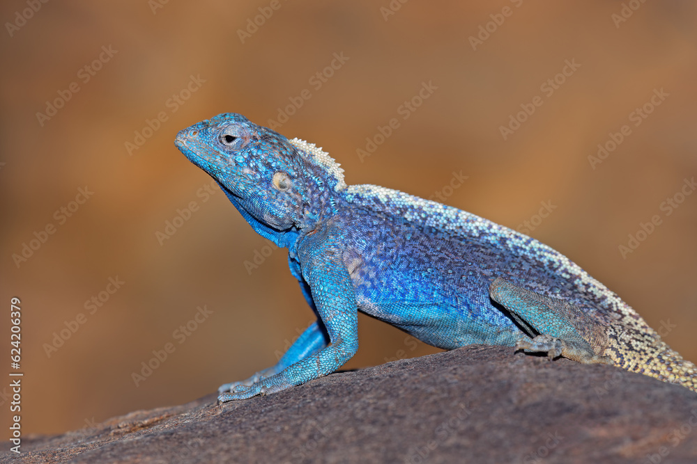 Male southern rock agama (Agama atra) in bright breeding colors, Namibia. Male southern rock agama (Agama atra) in bright breeding colors, Namibia.
