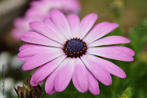 pink daisy in the garden