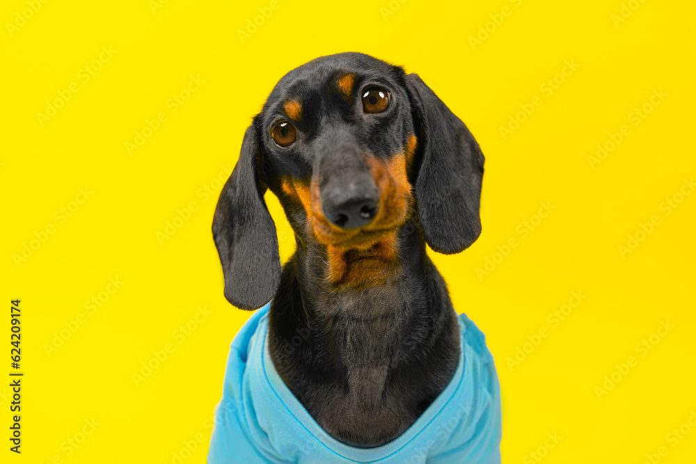 Portrait of sad puppy in blue T-shirt on yellow background mute reproach, tilted his head to side, asks, waits for attention and affection from owner. A small dog looks with a plaintive guilty look