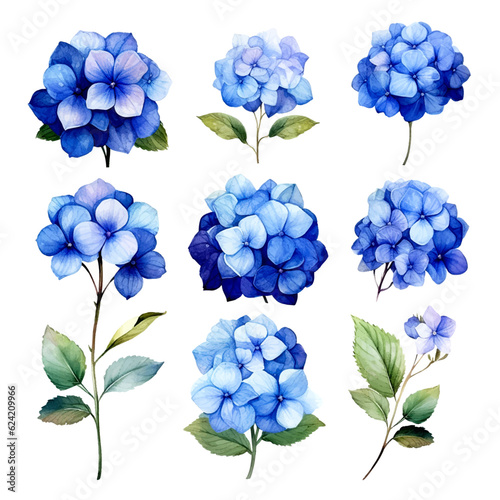 Vector set blue flowers, hydrangea flower and leaves