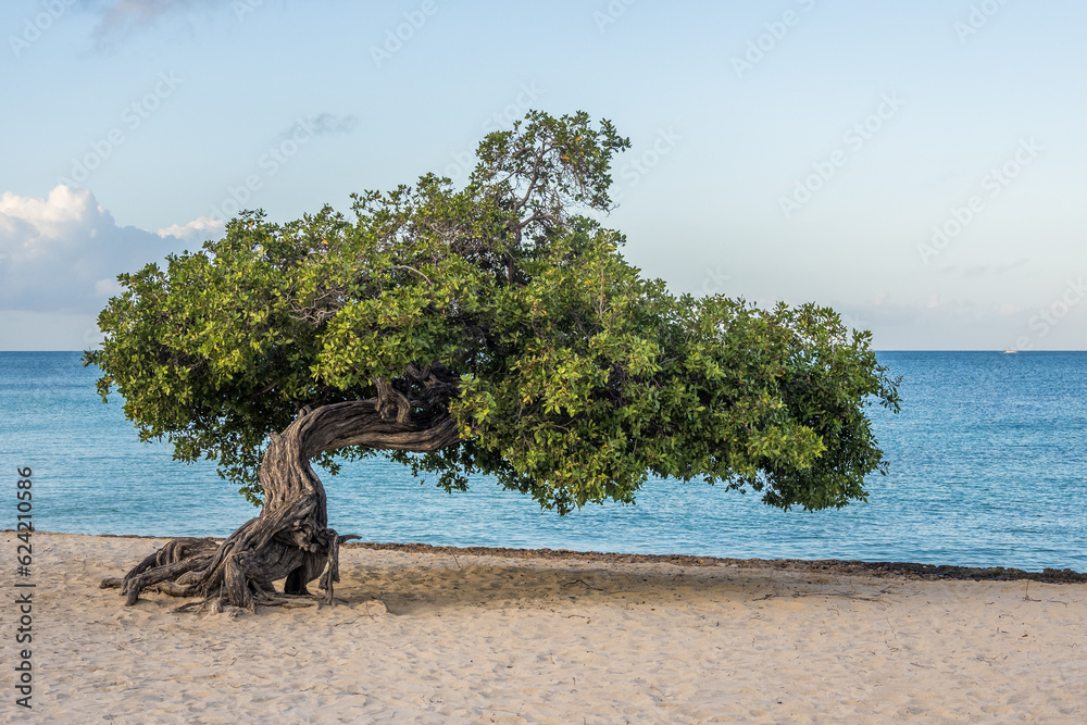 Fofoti Tree - the famous landmark of Aruba Eagle Beach in the morning sunlight Fofoti Tree - the famous landmark of Aruba Eagle Beach in the morning sunlight