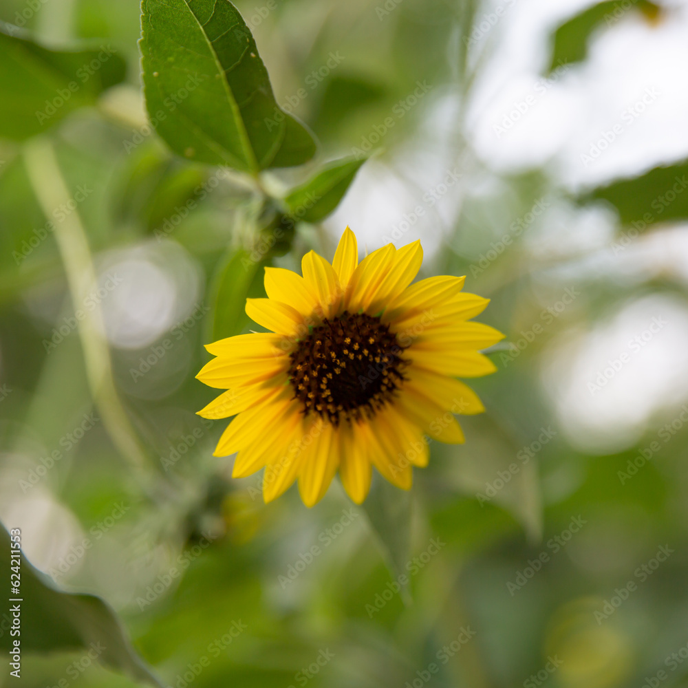 Yellow flower Yellow flower