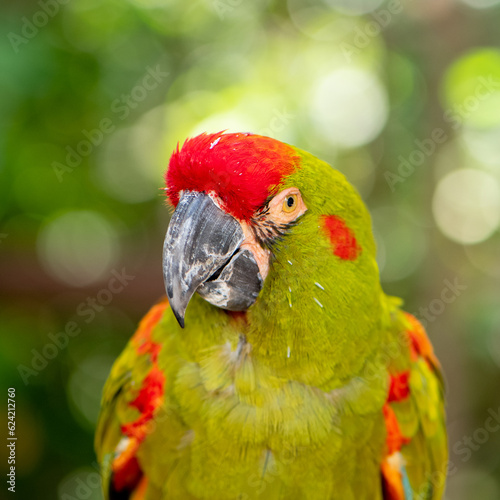Closeup photo of a parrot that is colorful