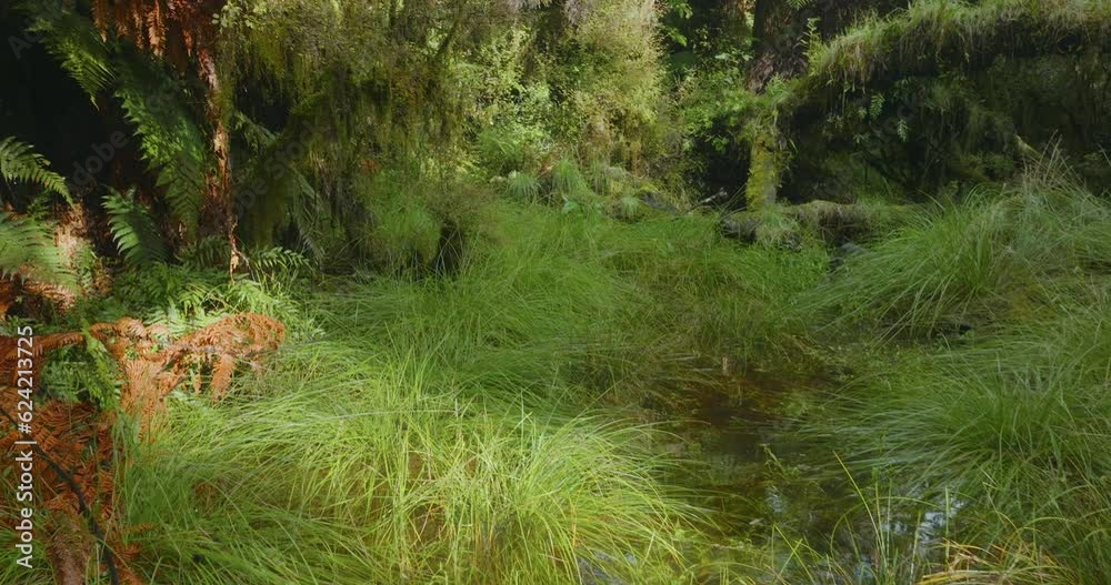Aerial: Native forest in the south island of New Zealand Aerial: Native forest in the south island of New Zealand