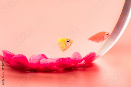 Exotic colorful small fishes in bowl