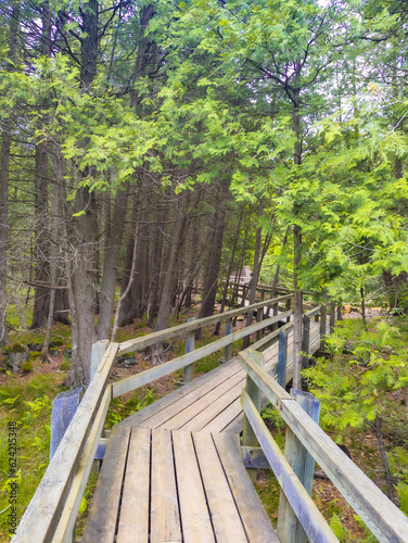 wooden bridge in the woods
