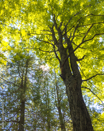 trees in autumn