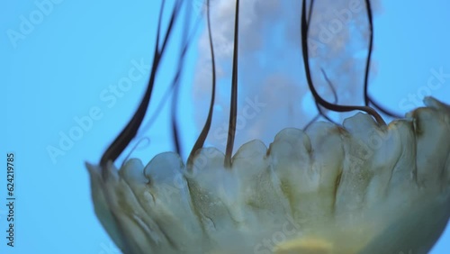 4K Slow Motion of Atlantic Bay Nettle jellyfish photo