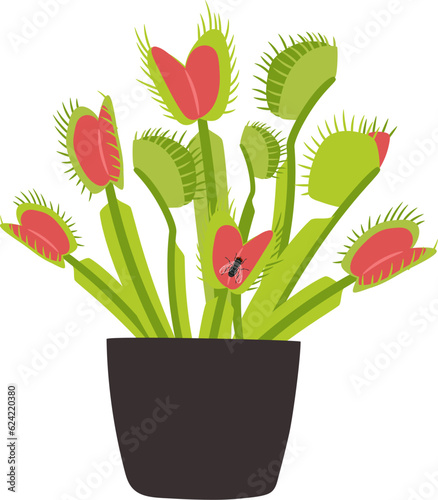 Houseplant carnivorous Venus flytrap in a flower pot with a fly insect