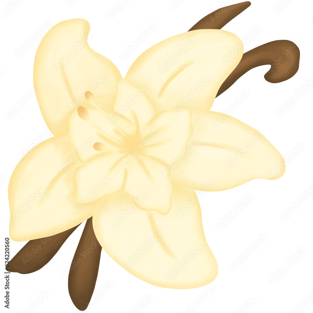 Vanilla flower with vanilla pods