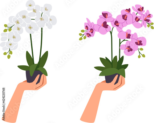 Two Orchids in flowerpots with hands Isolated on white background. Different types of colorful blossoms, beautiful flora, blooming orchids design elements