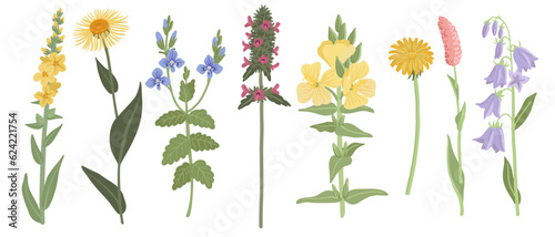 set of field flowers, vector drawing wild plants at white background, floral elements, hand drawn botanical illustration