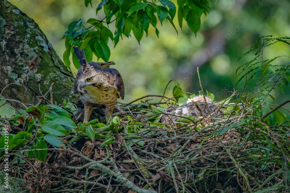 A male javan hawk eagle nisaetus bartelsi guarding its nest and nestling, natural bokeh background A male javan hawk eagle nisaetus bartelsi guarding its nest and nestling, natural bokeh background