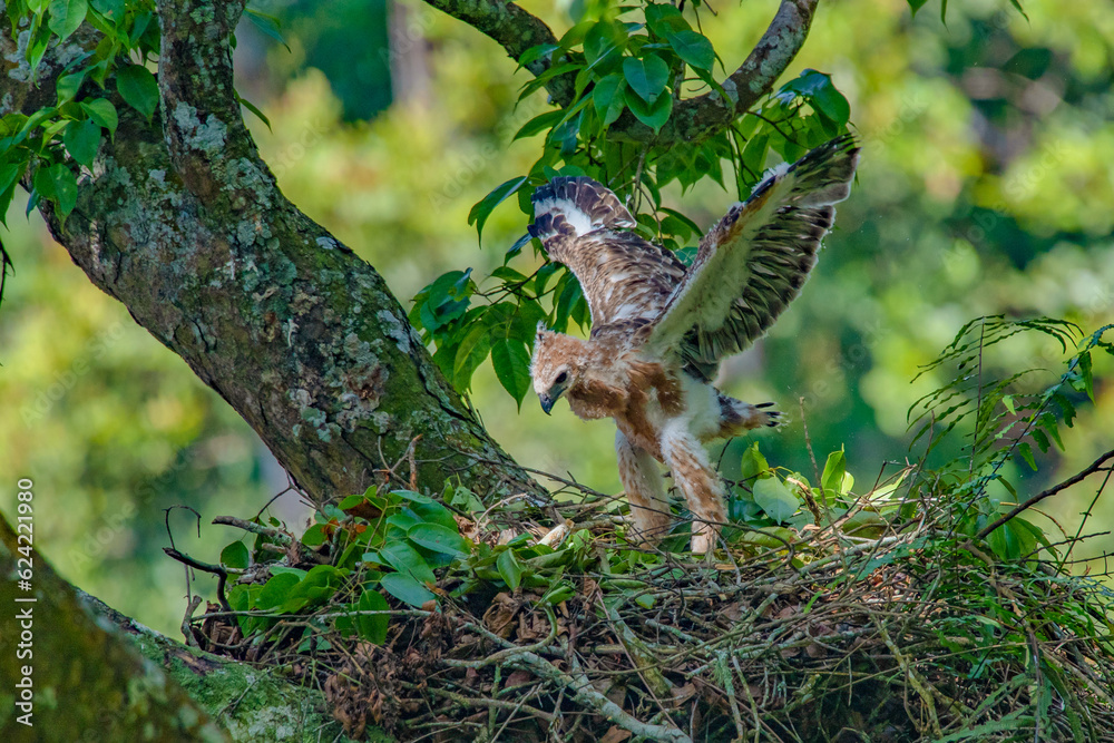A javan hawk eagle nisaetus bartelsi nestling learn to fly over a tall tree, natural bokeh background A javan hawk eagle nisaetus bartelsi nestling learn to fly over a tall tree, natural bokeh background