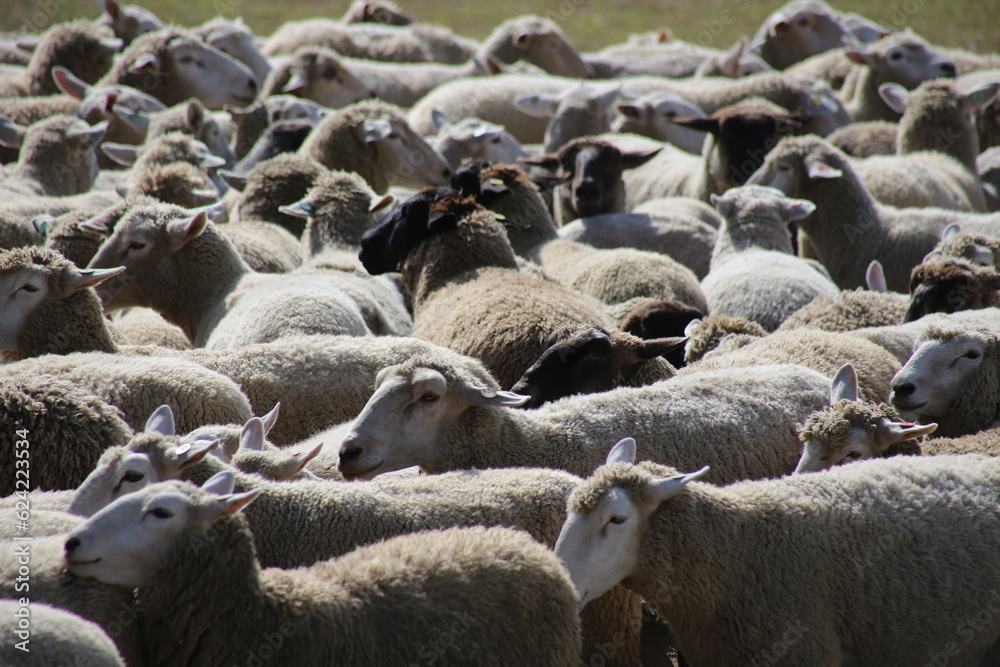 Fototapeta premium flock of sheep