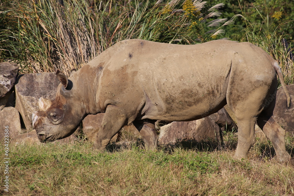 Obraz premium white rhino and calf