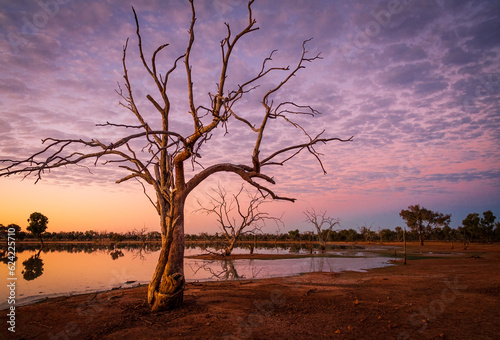 Leafless tree at sunrise at a lake in the Australian Outback