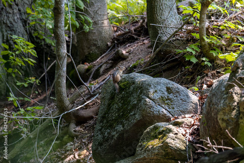 The eastern chipmunk (Tamias striatus) sitting on a stone in a forest