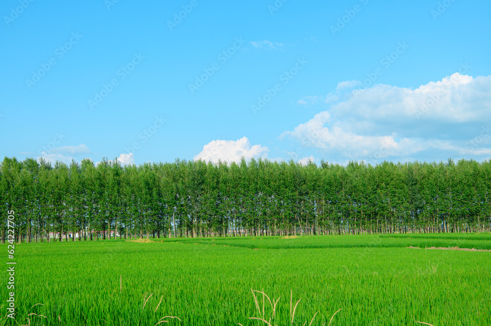 Obraz premium 夏の田舎景色