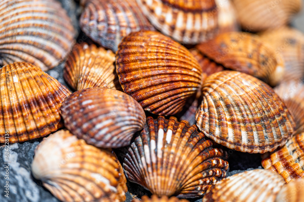 Many different shells stacked together on Costa Del Sol beach, Spain. Beautiful shells background. Many different shells stacked together on Costa Del Sol beach, Spain. Beautiful shells background.