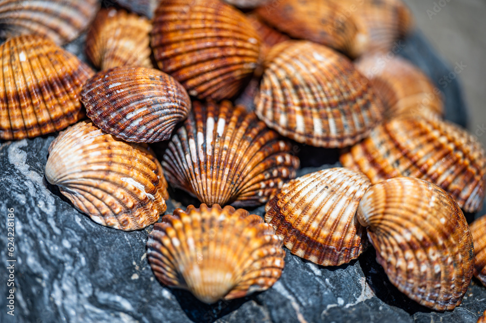 Many different shells stacked together on Costa Del Sol beach, Spain. Beautiful shells background. Many different shells stacked together on Costa Del Sol beach, Spain. Beautiful shells background.