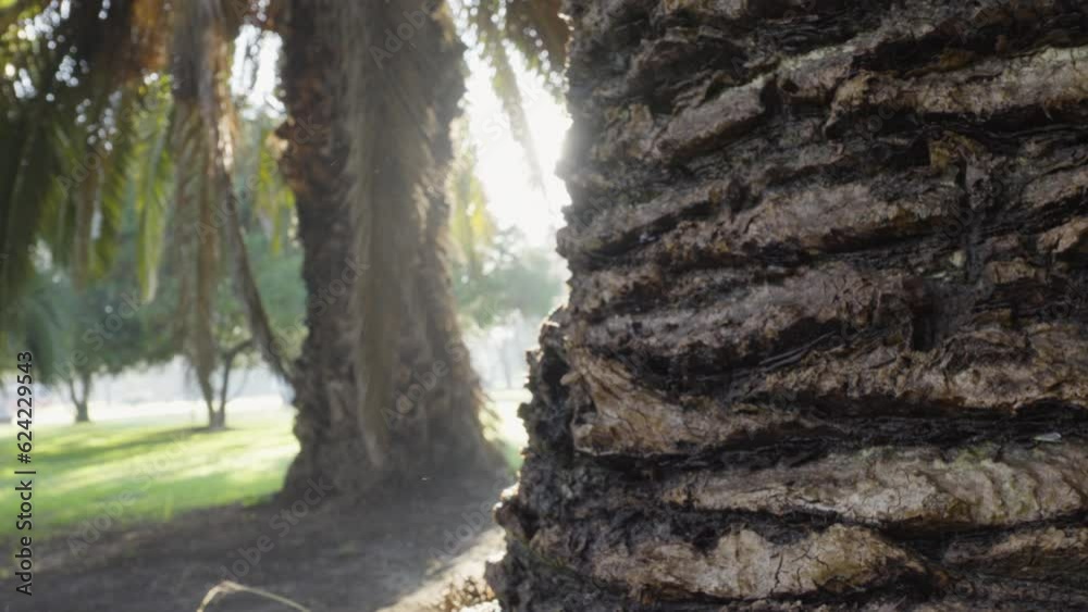 Corteza palmera, rayos de sol, mañana gota de agua cae