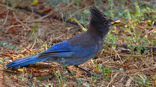 A Blue Stellar's Jay in a forrest © Robert