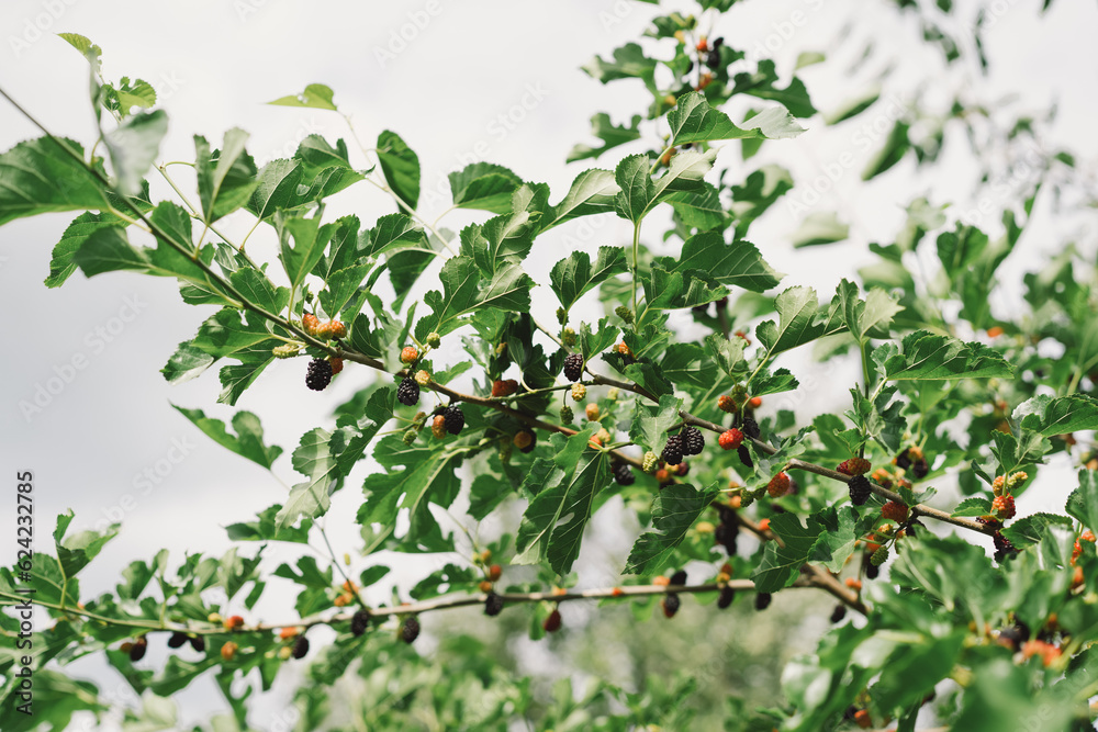 Mulberry fruit and tree. Black ripe and red unripe mulberries tree on the branch. Fresh and Healthy mulberry fruit. Mulberry fruit and tree. Black ripe and red unripe mulberries tree on the branch. Fresh and Healthy mulberry fruit.
