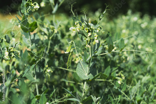 Bushes of young peas on the field, early eco food, peas with flowers. Agriculture scene.