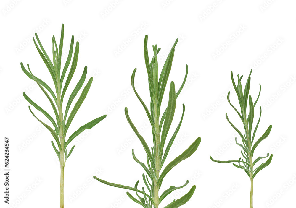 Lavender plant green stems with leaves isolated cutout on transparent