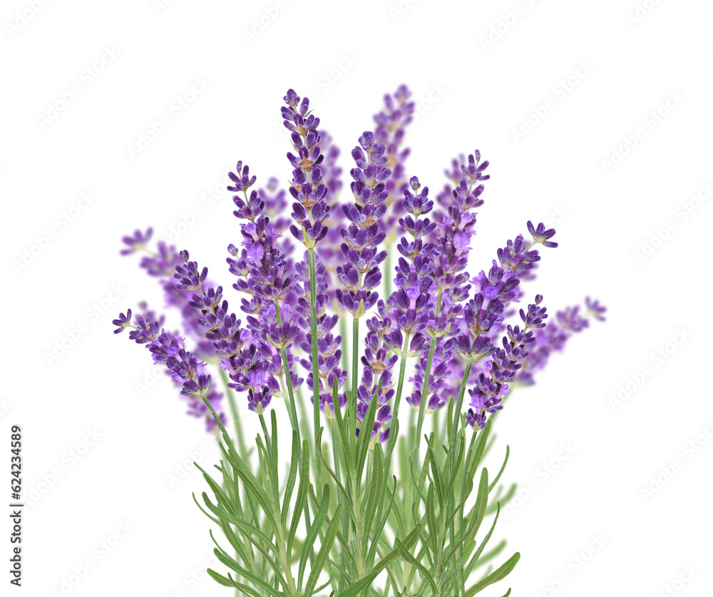 Fototapeta premium Purple lavender flowers bunch isolated cutout on transparent