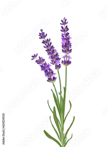 Three purple lavender flower stems isolated cutout on transparent