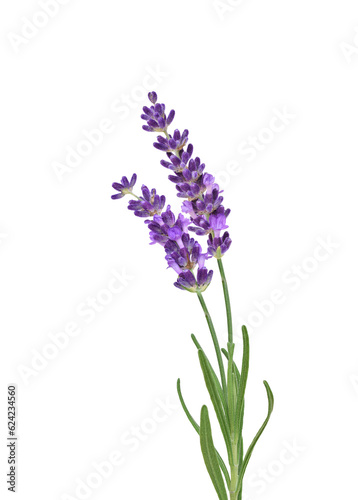Canvas Print Two purple lavender flower stems with leaves isolated cutout on transparent