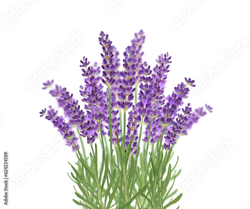 Purple lavender flowers bunch isolated cutout on transparent