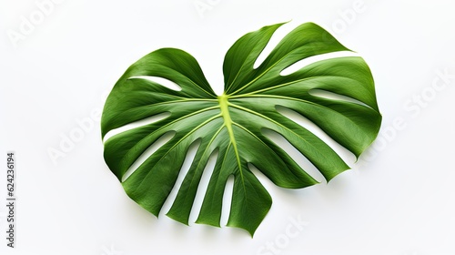 Monstera leave on white background